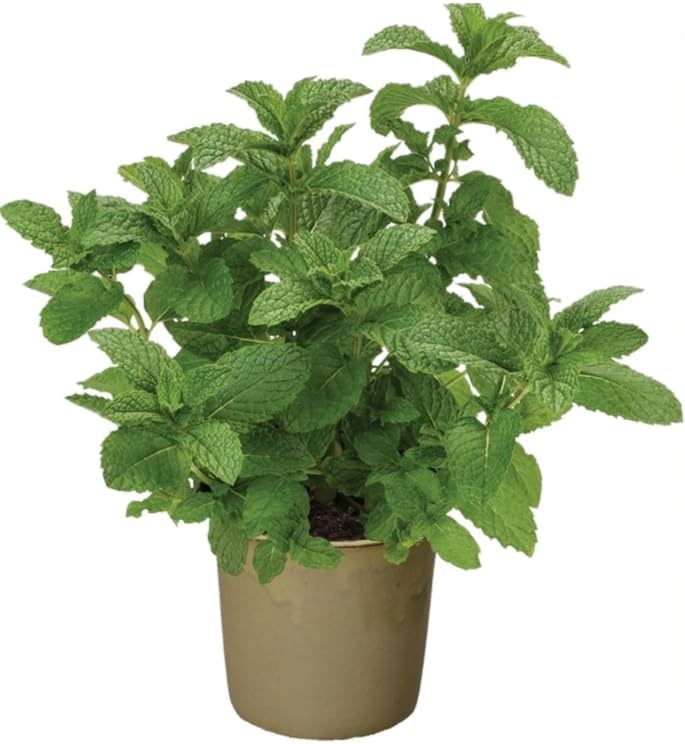 Live Mint Herb Plant Fragrant Mint Bush Garden Mints Plant 6-8 Inch Tall 3.5 Inch Pot