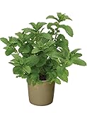 Live Mint Herb Plant Fragrant Mint Bush Garden Mints Plant 6-8 Inch Tall 3.5 Inch Pot