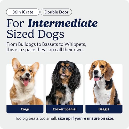 Image of MidWest Homes for Pets 36-Inch iCrate for Medium-Large Breeds, 41-70 lbs, Double Door Folding Dog Crate with Divider Panel, Leak-Proof Tray & Secure Latches, Portable, Durable & Easy to Assemble