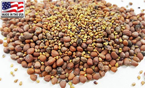 GETSO Seeds Package: 20G 10000 Seed Only, No Lid : Microgreen Anti Sprouting Seed Red Clover Daikon Usda