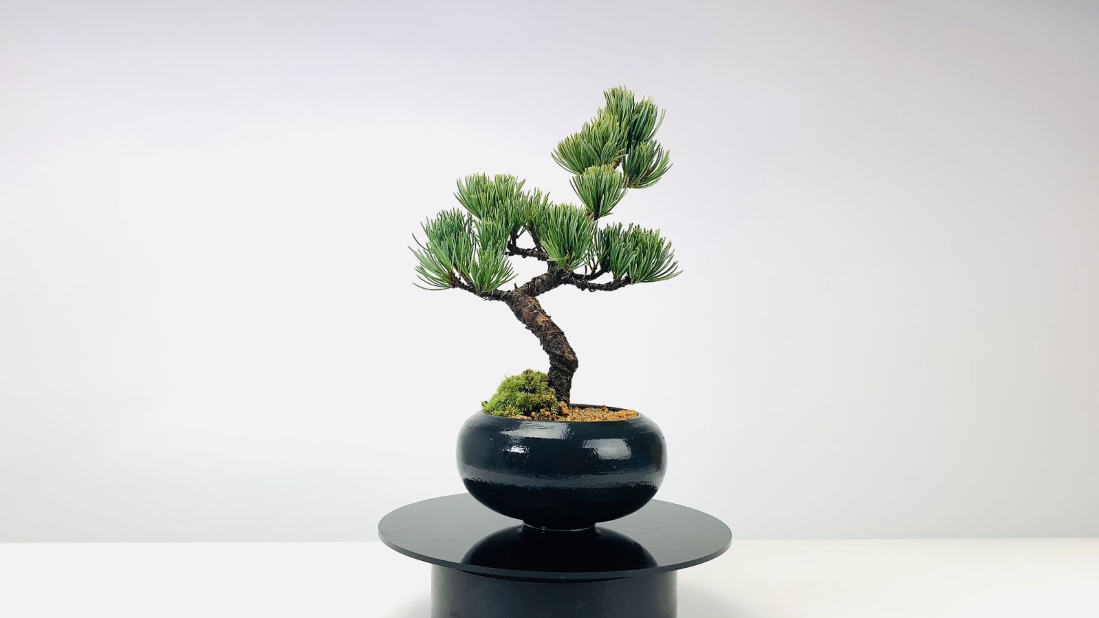 Amazon | 盆栽妙 枝ぶりの良い五葉松の盆栽 樹高20cm 父の日 人気
