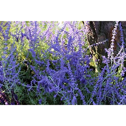 Perovskia 'Taiga' Seeds, Russian Sage - Perennial, Statement Plant Cover