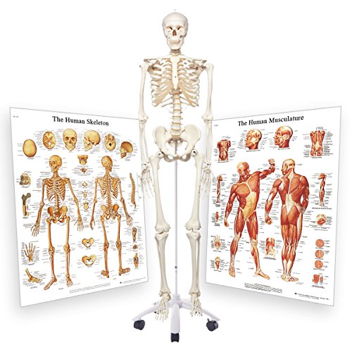 Squelette humain 3B Scientific avec graphiques musculaires (lot de 3, grades 4 à 12)