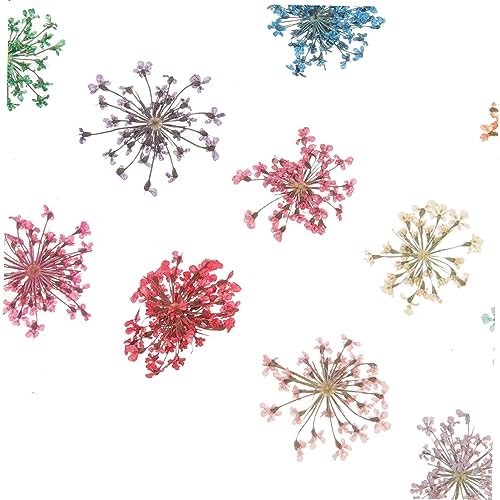 Kit de accesorios con flores secas para manualidades miniatura 7