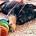 JW Pet Dogs In Action Dog Toy, Small (Assorted Colors)