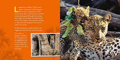 A Leap for Legadema: The True Story of a Little Leopard in a Big World (Baby Animal Tales) - Image 2