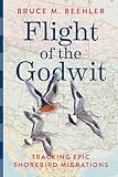 Flight of the Godwit: Tracking Epic Shorebird Migrations