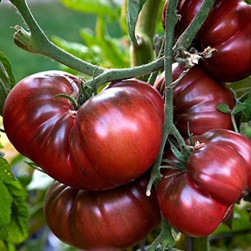 Tomate Vegetal Elefante Negro - 90 Semillas