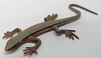 Amazon.co.jp: ニホントカゲ 成体 原色爬虫類トカゲ図鑑 原色