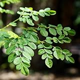 semi di moringa in resistenti all'aperto balcone balcone resistenti semi interni per giardino 25pcs