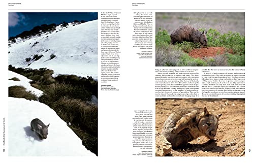 Handbook of the Mammals of the World - Volume 5: Monotremes and Marsupials (Handbook of Mammals of the World) - Image 7