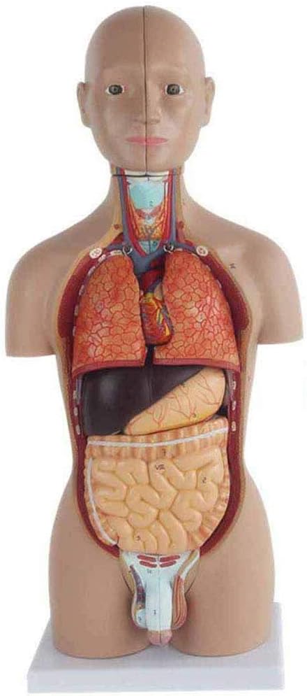 人体解剖模型 透明ボディ 内臓パーツ付き 教材用 Ln572 Amazon.co.jp