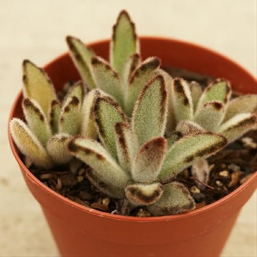 NgW e 7.5cm|bg A JRG Kalanchoe tomentosa f. nigromarginatas Y  ϗtA CeAO[ 񂹐A ke 1{ 1