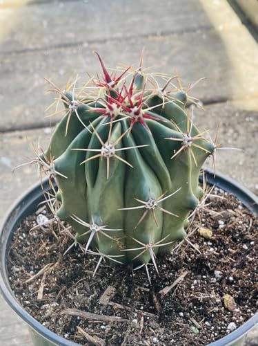 Baja Barrel Cactus (Ferocactus peninsulae) - Large - Live Plant