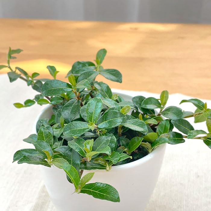 Amazon｜観葉植物 cot フィカス シャングリラ つる性ガジュマル 3.5号