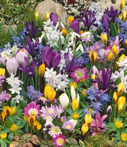 BALDUR Garten 75er Blumenzwiebelmischung zum Verwildern,75 Blumenzwiebeln, ideal zum Verwildern im...