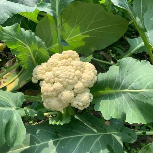 semillas de coliflor semillas de coliflor, interior balcón Las jardín rocas son resistentes 80pcs