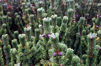 Dwarf Mugo Pine - Pinus Mugo 'Mughus' 2 - Year Live Plant #TOP3