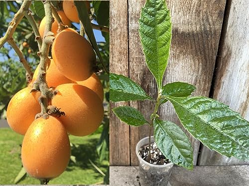 1 Perennial Golden Loquat Fruit Live Seedling Tree,Japanese Plump Live Tree