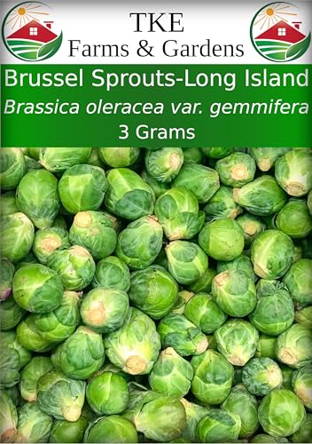 TKE Farms & Gardens - Brussels Sprout Seeds for Planting, Long Island Improved, 750+ Heirloom...