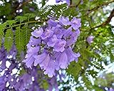 (100+ Seeds/Pack) Jacaranda Mimosifolia Seeds for Planting
