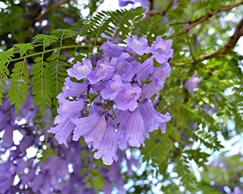 (100+ Seeds/Pack) Jacaranda Mimosifolia Seeds For Planting #TOP10