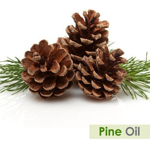 Image of B-URBAN Pine Oil 100% Natural Pure Undiluted Uncut Essential Oil 30ml