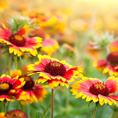 Bee And Butterfly Wildflower Seeds - Bulk Flower Seed Mix With Over 30,000 Premium Seeds- Stunning Blooms - Attracts Pollinators, Bees, Butterflies - Perennial, Annual #TOP5