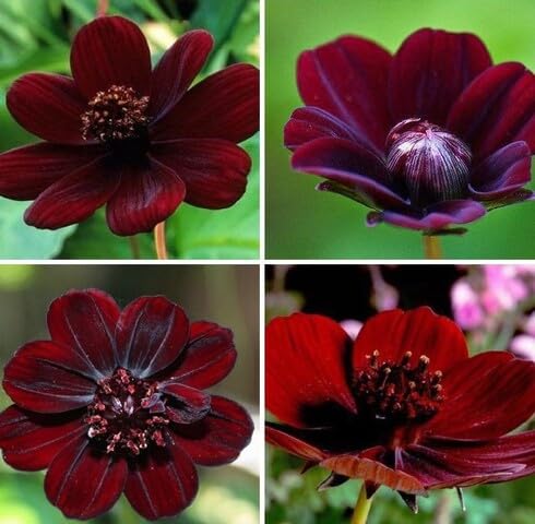 Fresh 100pcs Chocolate Cosmos Flower Seeds