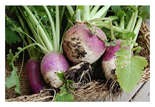 PREMIER SEEDS DIRECT Turnip - Purple TOP White Globe - 2000 Seeds (Organic) / BIO