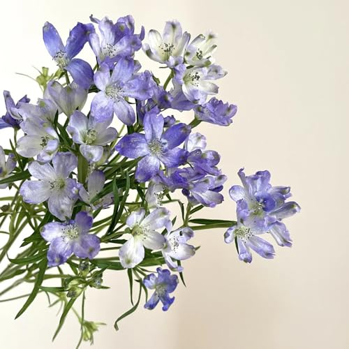 semillas de delphinium, delphinium silvestres de balcón en resistentes al aire libre resistentes para el jardín de jardín de rocas 800pcs