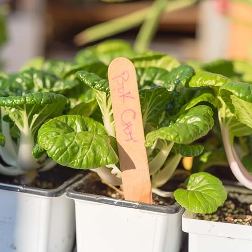 1000 Extra Dwarf Bok Choy/Pak Choi Seeds for Planting – Heirloom, Non-GMO, USA Grown, Premium Waterproof Protective Packaging - Grows 4\" Tall by RDR Seeds - Thumbnail 2