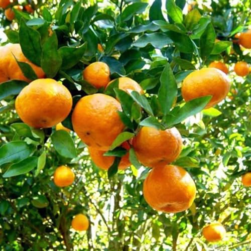 Muda Frutífera de Tangerina Mexerica do Rio Enxertada