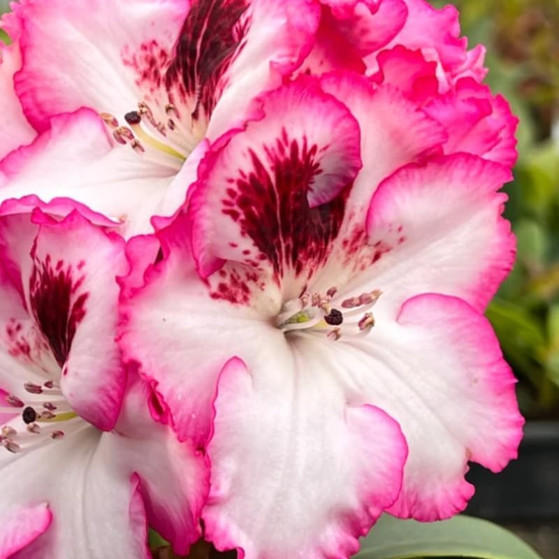 Vivid Pink White Rhododendron Plant Live, Azalea Plants, Rhododendron Azalea Bushes Ready to Plant, Live Shrubs for Outdoor Planting