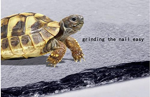 Miniatura 5 de OMEM Tortuga Reptil Rock Comida Plato Molienda El Clavo (S)