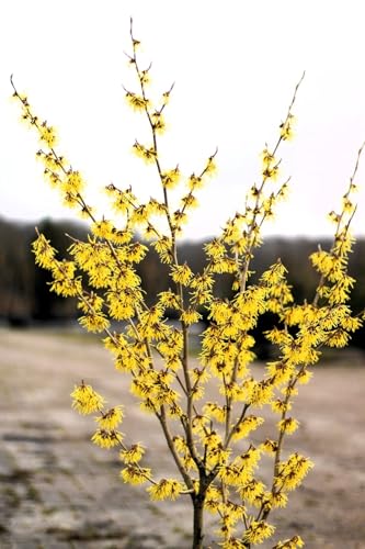 Gelbblühende Zaubernuss Hamamelis - Arnold Promise - 30-40 cm winterhart