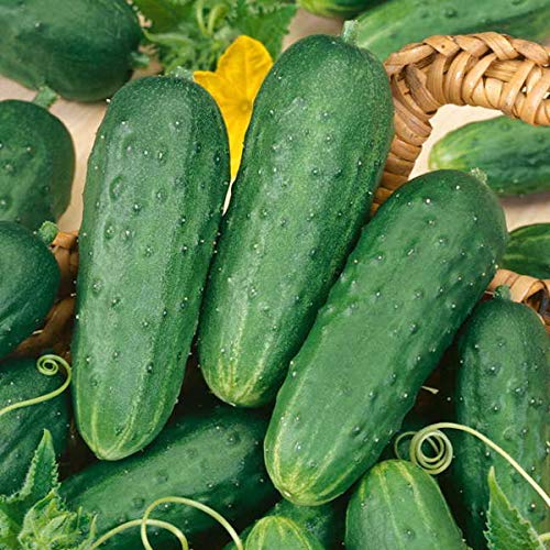 Cucumber, Homemade Pickles