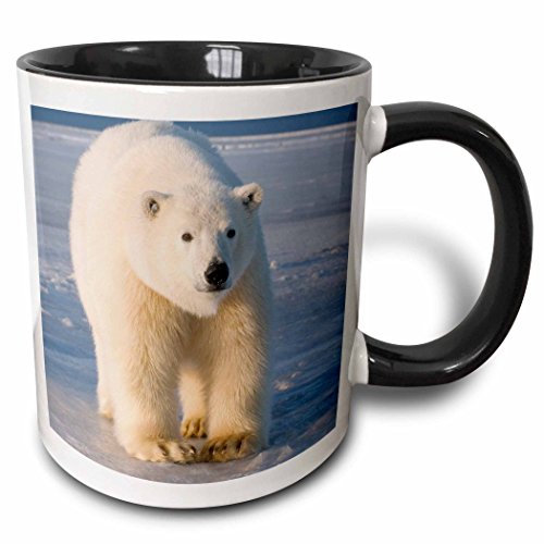 3dRose Alaska, Barter Island, Kaktovik, polar bear-US02 SKA4794-Steve Kazlowski Two Tone Mug, 11 oz, Black/White