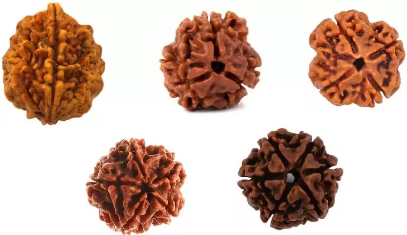 2-6 mukhi Combo Rudraksha Bead,Certified, Original Six Mukhi Rudraksh Bead/Natural Six Faced Rudraksha Bead (Brown) with Certificate and Puja Instructionsx90