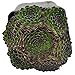 Sempervivum, Fairy Glow, Hen & Chicks for Miniature Garden, Fairy Garden