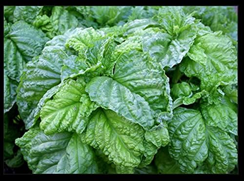 Lechuga Hoja Albahaca 100 -5000 Semillas Aromáticas Bushy Grandes Hojas Abundantes