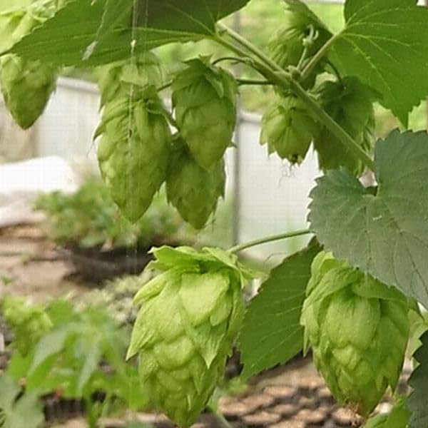 Amazon.co.jp: ホップ カラハナソウ 唐花草 var. cordifolius 3. 5号苗