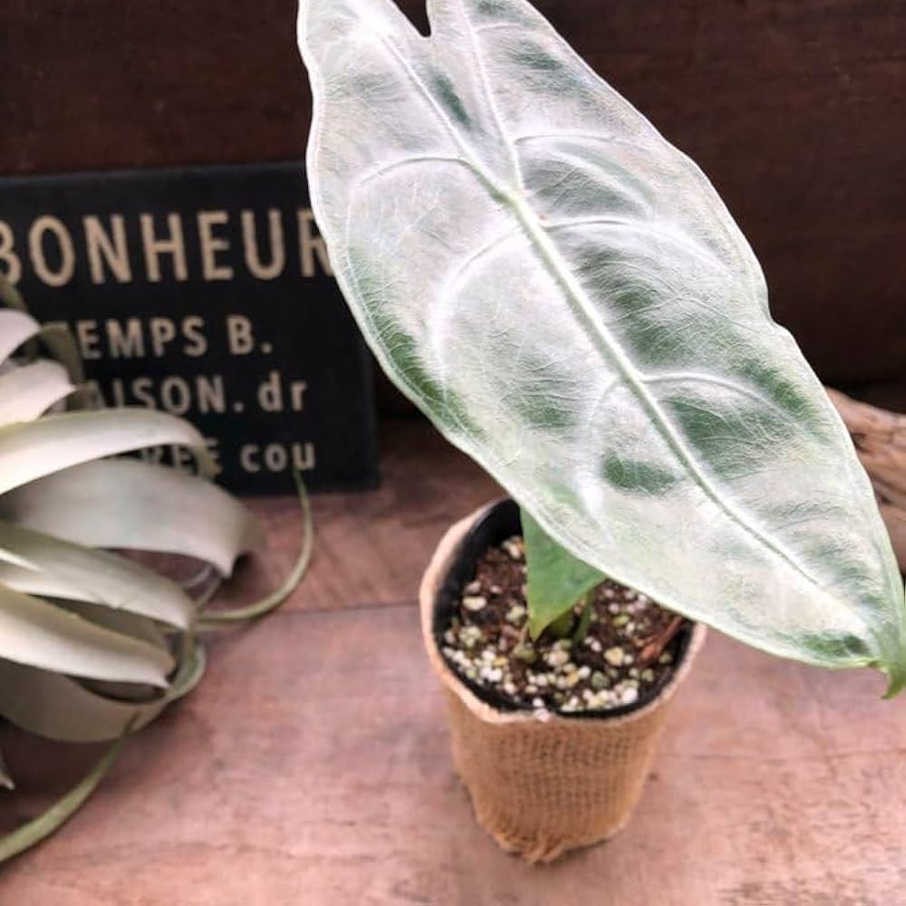 Amazon｜ロンギロバシルバー アロカシア 希少品種 観葉植物