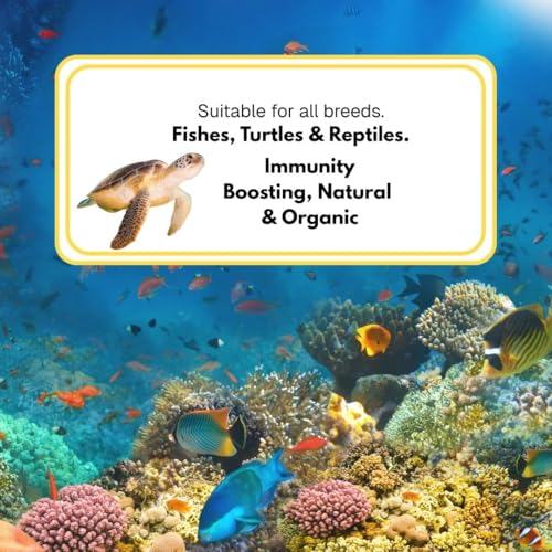 Image of Dried Black Soldier Fly Larvae Treat Fish Food(100 Gram) For Arowana Oscar, Flowerhorn & Other Carnivorous Fishes Omega 3 & 6, 50X Calcium Than Worms Pack Of 2, All Life Stages