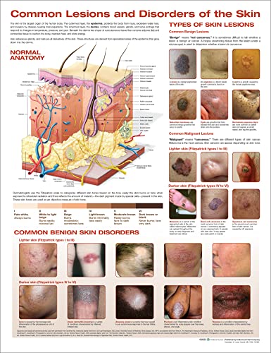 The Skin And Common Disorders