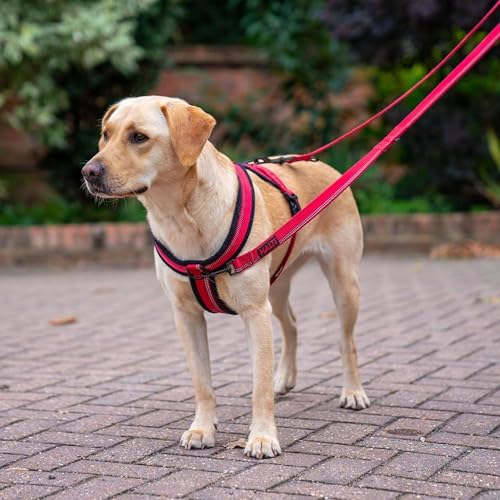 HALTI Comfy Hundegeschirr - Fleecefutter mit 3M-Reflektorgewebe, Befestigung vorne und hinten für zusätzliche Kontrolle mit einer Hundeleine. Geeignet für kleine Hunde und Welpen (Größe S)