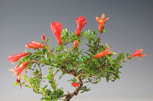 Amazon｜姫ザクロの鉢植えミニ盆栽【現品】(3903)｜観葉植物