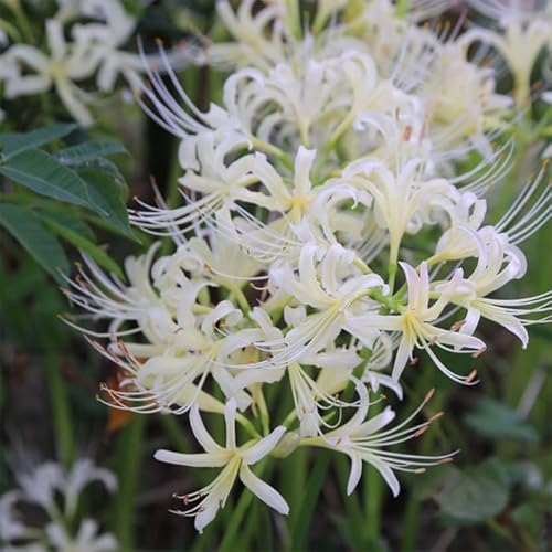 彼岸花 球根 2個入 1セット 白色 白花 リコリス アルビフローラ 原種 日本産 ヒガンバナのサムネイル