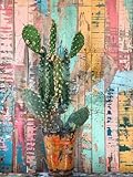🌹【Décoration murale sur toile】 : photo imprimée sur toile de haute qualité. Les couleurs vives créent la sensation de la nature originale et du chef-d'œuvre, vous apportent une expérience immersive.