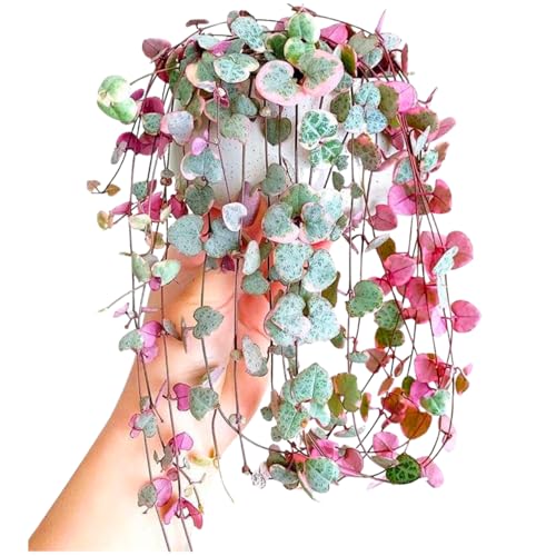 Variegated String of Hearts Plant Live, Ceropegia Woodii Vine, Live